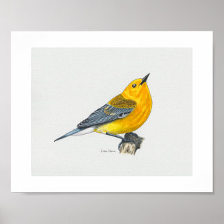 Prothonotary Warbler Art Print Poster