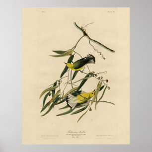 Prothonotary Warbler - Audubons Vögel in Amerika Poster