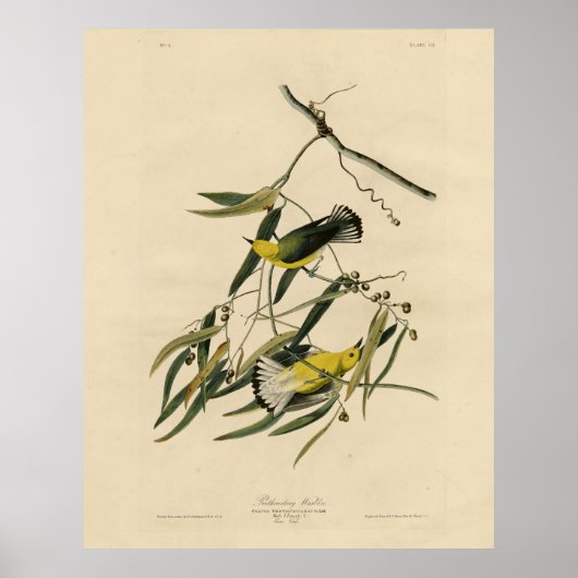 Prothonotary Warbler - Audubons Vögel in Amerika Poster (Vorne)