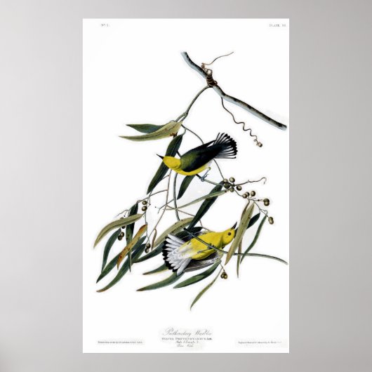 Prothonotary Warbler Birds of America Audubon Poster (Vorne)
