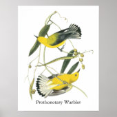 Prothonotary Warbler, John Audubon Poster (Vorne)