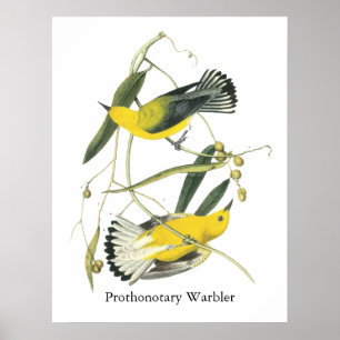 Prothonotary Warbler, John Audubon Poster