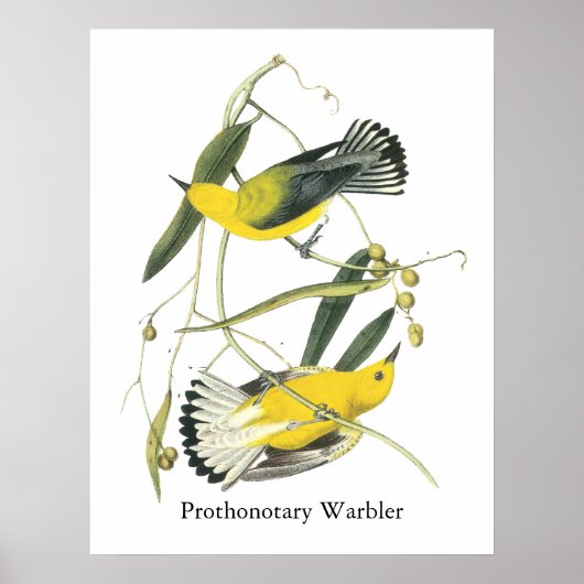 Prothonotary Warbler, John Audubon Poster (Vorne)