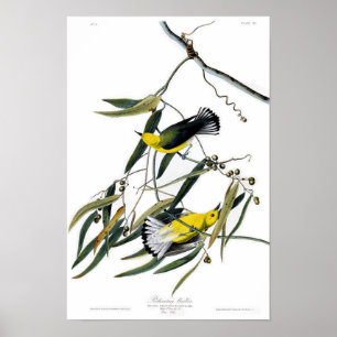 Prothonotary Warbler John James Audubon Birds Poster