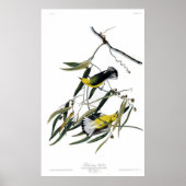 Prothonotary Warbler Poster (Vorne)