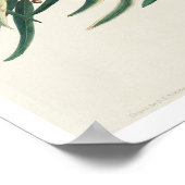 Prothonotary Warbler von Audubon Poster (Ecke)