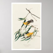 Prothonotary Warbler von Audubon Poster (Vorne)