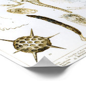 Protozoa und Coelenterata Poster (Ecke)