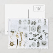 Protozoa und Coelenterata Postkarte (Vorne/Hinten)