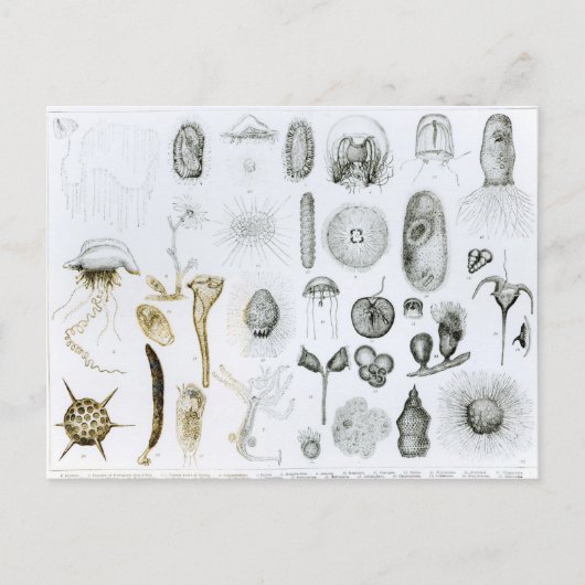 Protozoa und Coelenterata Postkarte (Vorderseite)
