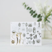 Protozoa und Coelenterata Postkarte (Stehend Vorderseite)