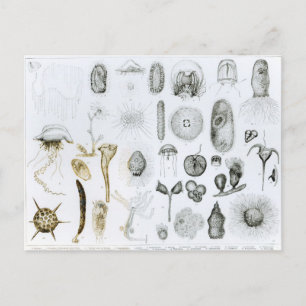 Protozoa und Coelenterata Postkarte