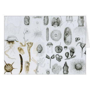 Protozoen und Coelenterata