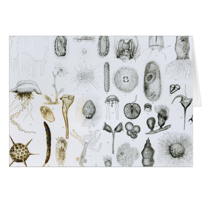 Protozoen und Coelenterata (Vorderseite (Horizontal))