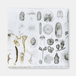 Protozoen und Coelenterata Magnet