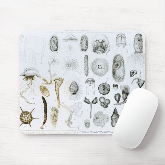 Protozoen und Coelenterata Mousepad (Mit Mouse)