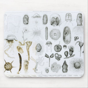 Protozoen und Coelenterata Mousepad