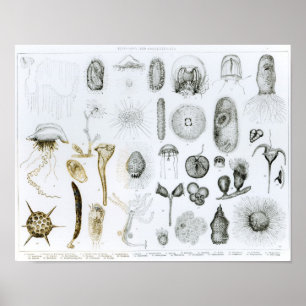 Protozoen und Coelenterata Poster