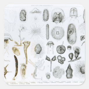 Protozoen und Coelenterata Quadratischer Aufkleber