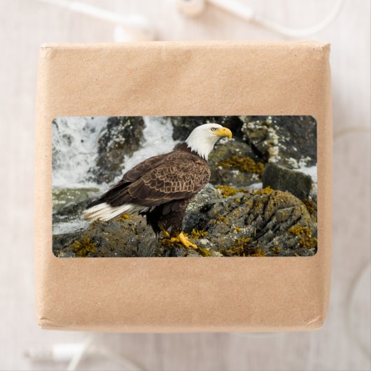 Proud Bald Eagle (Insitu)