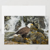 Proud Bald Eagle Briefpapier (Vorne/Hinten)