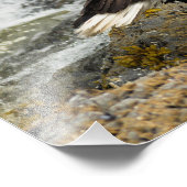 Proud Bald Eagle Fotodruck (Ecke)