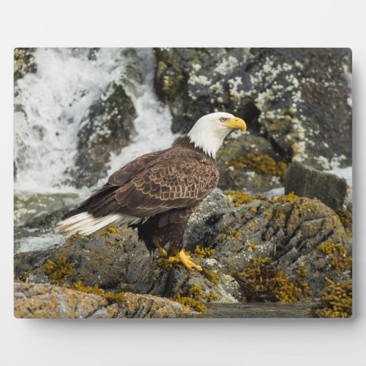Proud Bald Eagle Fotoplatte (Vorderseite)