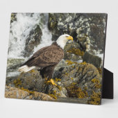 Proud Bald Eagle Fotoplatte (Seite)