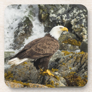 Proud Bald Eagle Getränkeuntersetzer