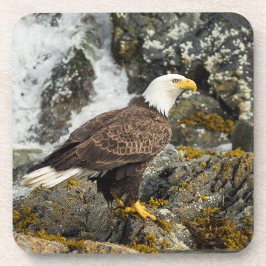 Proud Bald Eagle Getränkeuntersetzer (Vorderseite)
