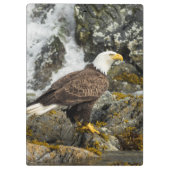 Proud Bald Eagle Klemmbrett (Rückseite)