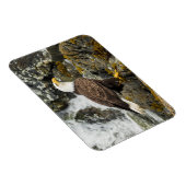 Proud Bald Eagle Magnet (Rechte Seite)