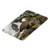 Proud Bald Eagle Magnet (Linke Seite)