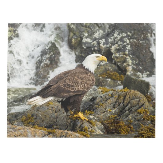 Proud Bald Eagle Notizblock (Vorderseite)