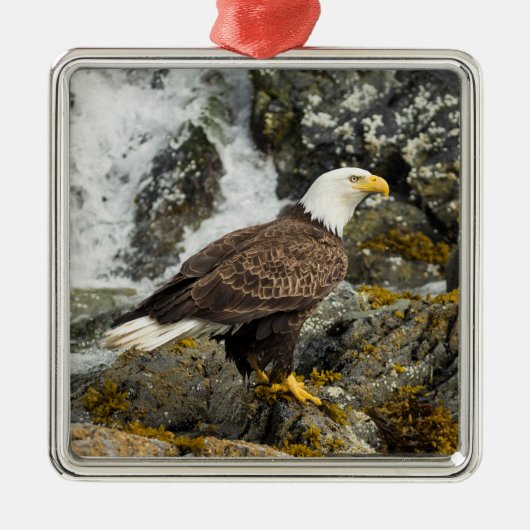 Proud Bald Eagle Ornament Aus Metall (Vorne)