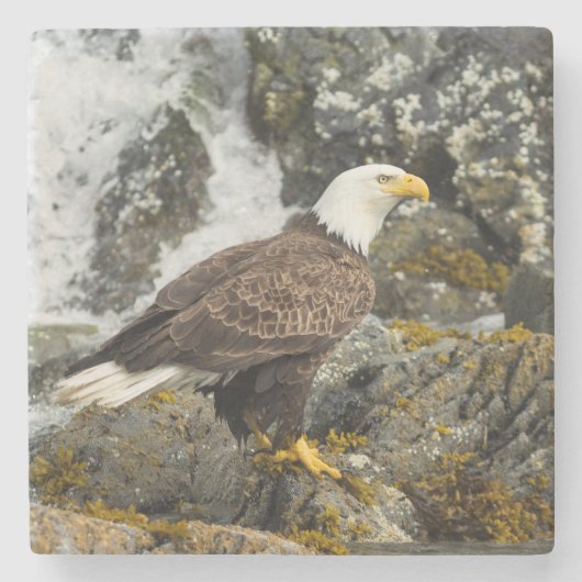 Proud Bald Eagle Steinuntersetzer (Vorderseite)