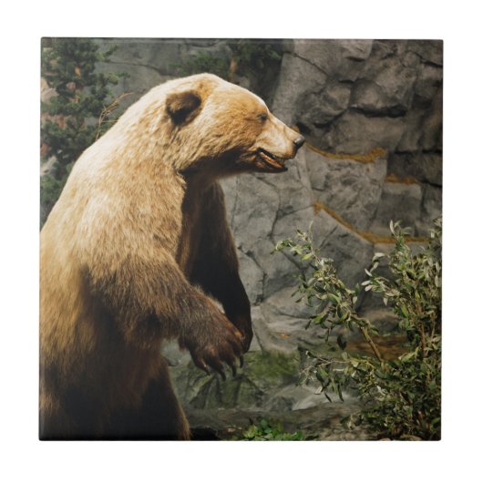 Proud Bear Fliese (Vorderseite)
