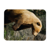 Proud Bear Magnet (Horizontal)
