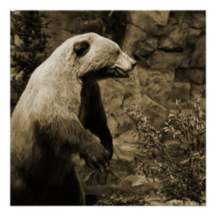 Proud Bear Poster