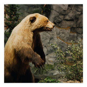 Proud Bear Poster