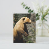 Proud Bear Postkarte (Stehend Vorderseite)