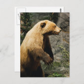 Proud Bear Postkarte (Vorne/Hinten)