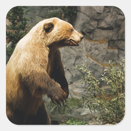 Proud Bear Quadratischer Aufkleber (Vorderseite)