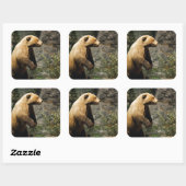Proud Bear Quadratischer Aufkleber (Blatt)