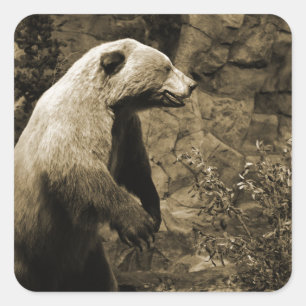 Proud Bear Quadratischer Aufkleber