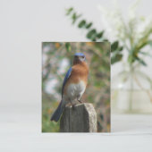 Proud Bluebird Postcard Postkarte (Stehend Vorderseite)