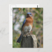 Proud Bluebird Postcard Postkarte (Vorne/Hinten)