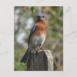 Proud Bluebird Postcard Postkarte