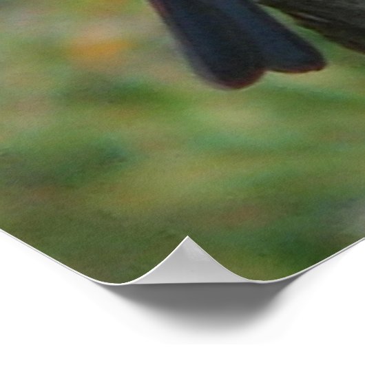 Proud Bluebird Poster (Ecke)