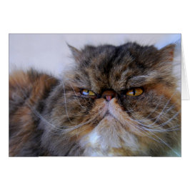 Proud Calico Persian Kitty Card